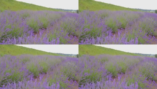 万向节的薰衣草花，盛开的紫色薰衣草高清在线视频素材下载