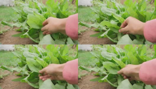 酢浆草属Rumex收成。绿色蔬菜种植。有选择性的重点高清在线视频素材下载