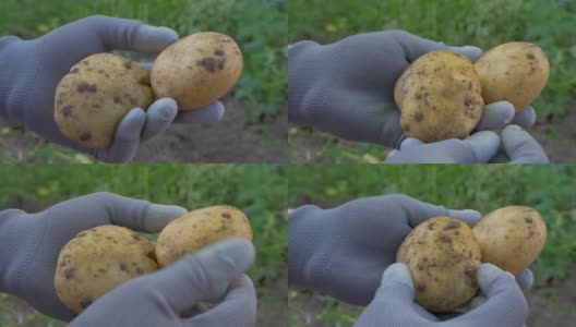 戴着保护手套的农民手捧着土豆高清在线视频素材下载