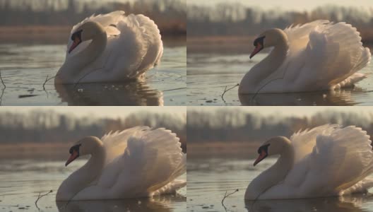 在一个美丽的春天早晨，一只美丽的白天鹅漂浮在湖面上。金色的小时。高清在线视频素材下载