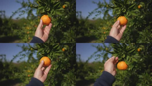 农夫用手摘了一个橘子。高清在线视频素材下载