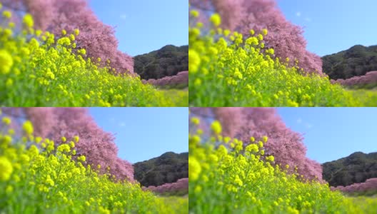 下嘉摩河边盛开的川崎樱花树和油菜花高清在线视频素材下载