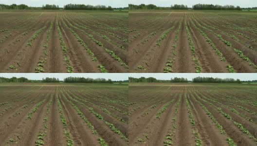 蔬菜生产。农田里土豆的绿芽高清在线视频素材下载