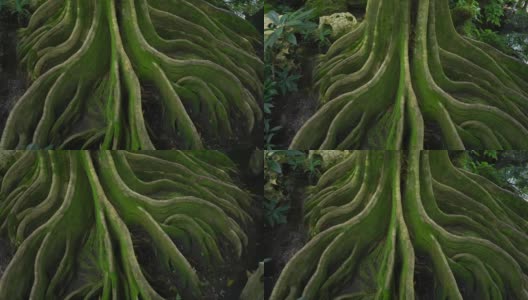 生长的绿树在地下扎根高清在线视频素材下载