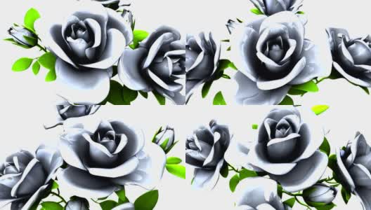 白色背景上的白玫瑰花束高清在线视频素材下载
