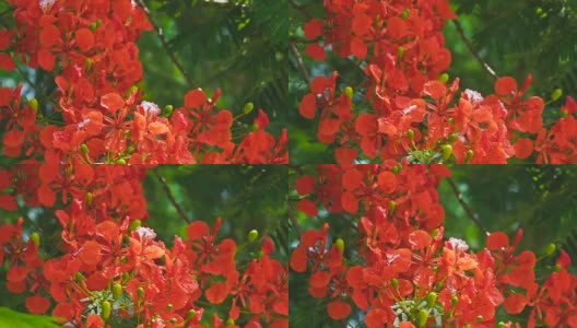 近距离的红色皇家凤凰树，火焰boyant，火焰树，美丽的花在夏天的泰国。高清在线视频素材下载