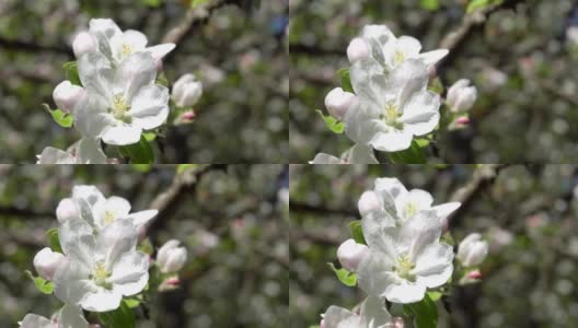 春天下午苹果的树枝上开着白花高清在线视频素材下载