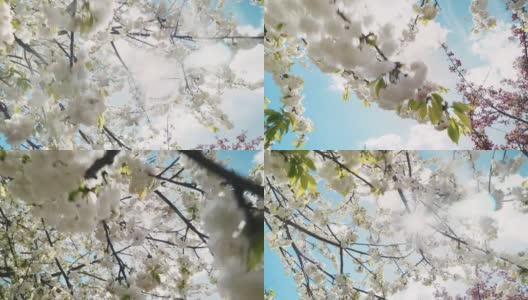 春花在春天盛开，蓝天，阳光和云彩高清在线视频素材下载