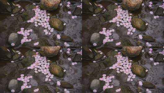 日本东京立川公园小溪中的樱花高清在线视频素材下载