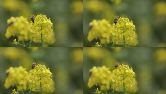 蜜蜂从芥菜花蜜中采集花蜜的慢动作。高清在线视频素材下载