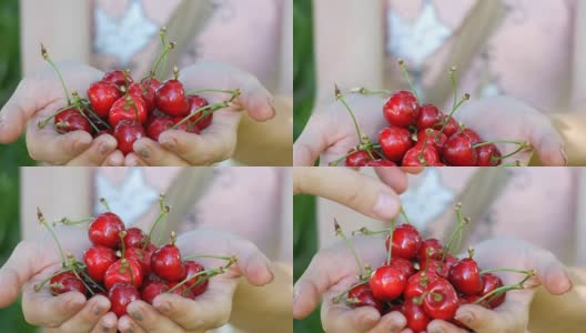 手握樱桃的女孩。女孩的手从树上摘樱桃高清在线视频素材下载