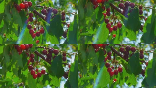成熟的樱桃浆果挂在树枝上高清在线视频素材下载