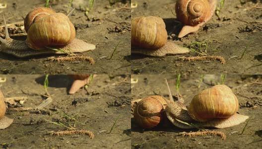 罗马蜗牛，勃艮第蜗牛，食用蜗牛或蜗牛，是一种大型的，可食用的，呼吸空气的陆地蜗牛，一种陆地肺腹足类软体动物，在螺旋科高清在线视频素材下载