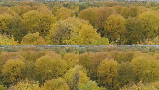 秋天的枫树黄、红、绿。鸟瞰图。无人机正在向左飞行。高清在线视频素材下载