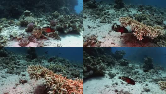 水下放松视频关于海洋自然在纯净透明的红海。高清在线视频素材下载