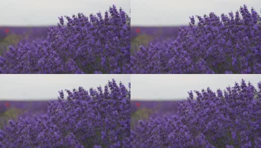 薰衣草花高清在线视频素材下载