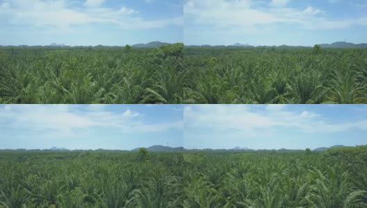 天线:无数棕榈树的树冠在柔和的夏日风中左右摇摆高清在线视频素材下载