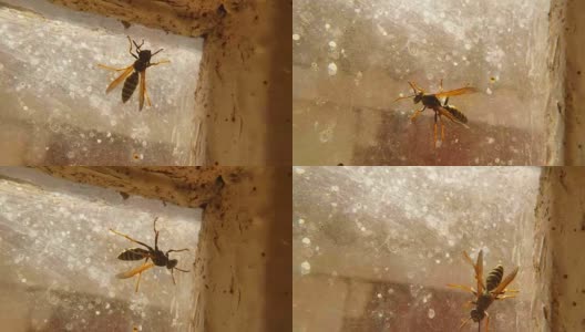 背景乡村房子的肮脏窗户上的黄蜂卷入网高清在线视频素材下载