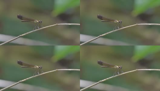 热带雨林中的蜻蜓。高清在线视频素材下载