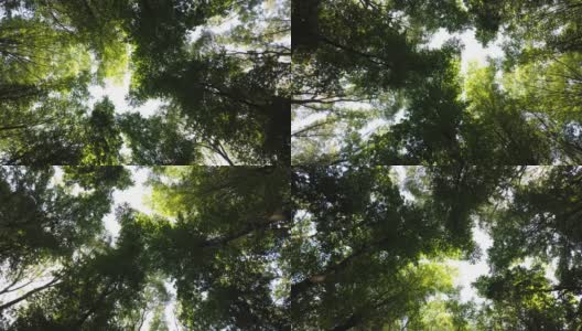 茂密的森林。树顶的底部视图，循环。森林里的大树遮住了天空。高清在线视频素材下载
