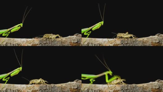螳螂抓蟋蟀的微距镜头高清在线视频素材下载