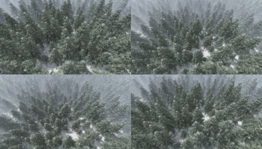 高角度的观点，雪落在杉树森林高清在线视频素材下载