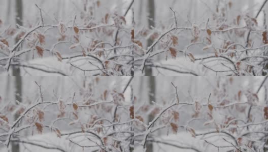极端近距离拍摄的雪覆盖的树枝和树叶高清在线视频素材下载