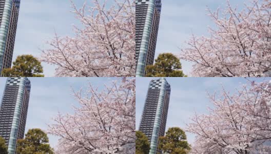 樱花盛开的城市六本木，港区，东京高清在线视频素材下载