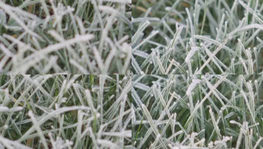 严寒的冬季花园。寒冷的天气的概念。草地上结了冰的草。高清在线视频素材下载