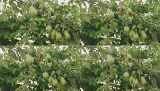 梨树与成熟的果实接近。新鲜的梨长在花园里的树枝上。健康的水果，丰收的概念，生的素食维他命，有机的本地食物高清在线视频素材下载
