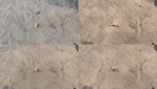 寄居蟹生活在贝壳里，在夏天的沙滩上漫步高清在线视频素材下载