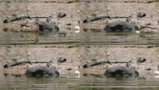 水里有一群灰色的野鸭。高清在线视频素材下载