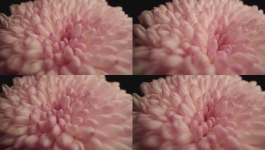 粉红色的菊花高清在线视频素材下载
