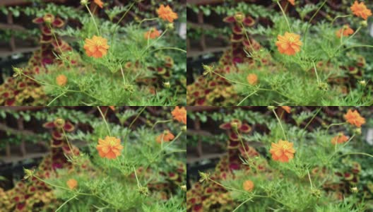 泰国药用开花植物硫菊高清在线视频素材下载