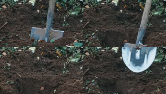 一个人用铲子挖地。秋天土壤松动。园艺。挖一个洞。高清在线视频素材下载