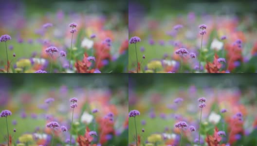 彩色花朵的特写高清在线视频素材下载