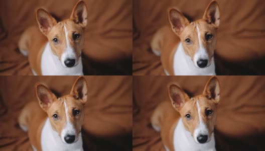 有趣的红白巴森吉狗的肖像，在相机上看，近距离。高清在线视频素材下载
