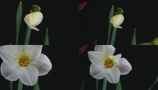 盛开的白色的水仙高清在线视频素材下载