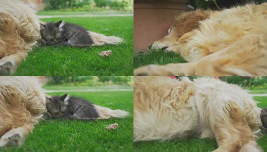 小猫和小狗睡在一起高清在线视频素材下载