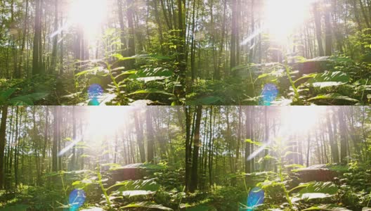 WS阳光照亮的植物在森林高清在线视频素材下载