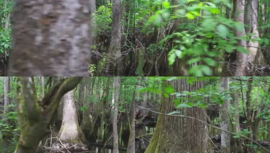 柏树沼泽的秃柏树。美国南部南卡罗来纳湿地全景高清在线视频素材下载
