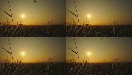 太阳在蜘蛛网里高清在线视频素材下载