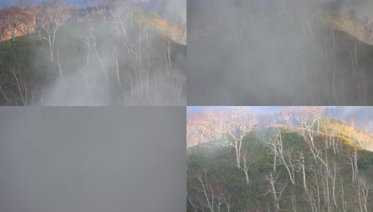 云雾缭绕的秋林。高清在线视频素材下载