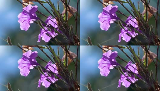 4K紫花在风中高清在线视频素材下载