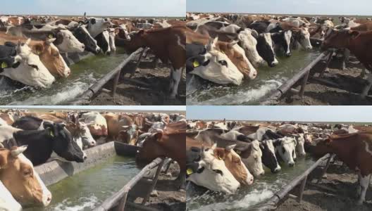 牛在草地上喝水高清在线视频素材下载