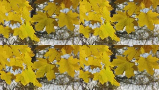 秋天黄色的树叶。高清在线视频素材下载