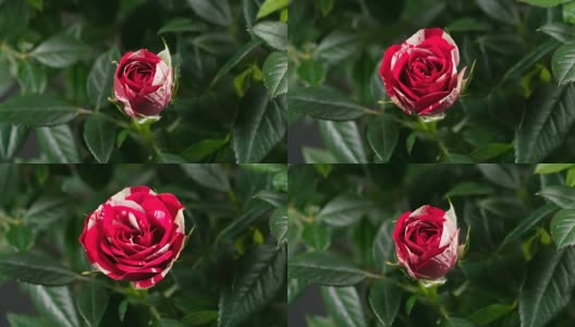 玫瑰花蕾开花高清在线视频素材下载
