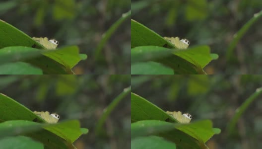 ๋热带雨林中的跳蜘蛛。高清在线视频素材下载