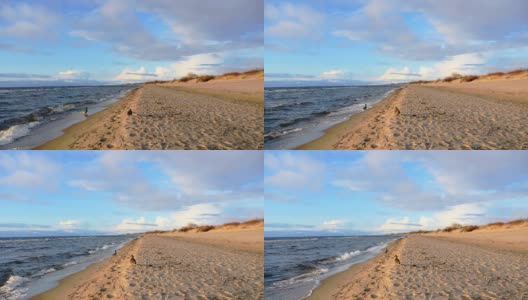 波罗的海海滩上美丽的鸭子，4千块高清在线视频素材下载