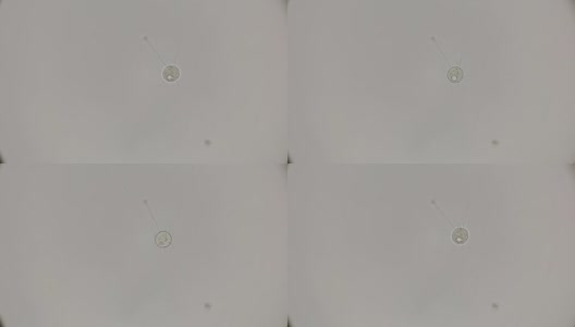 微孢子虫在显微镜下观察高清在线视频素材下载